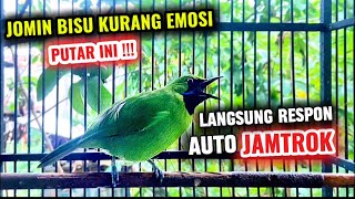 Download lagu Cucak ijo mini gacor bagus untuk pancingan emosi jomin bahan agar rajin bunyi mp3 Download lagu Cucak ijo mini gacor bagus untuk pancingan emosi jomin bahan agar rajin bunyi mp3
