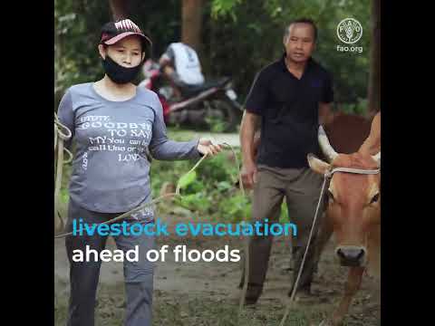 Simulating livestock evacuations to save livelihoods in Viet Nam