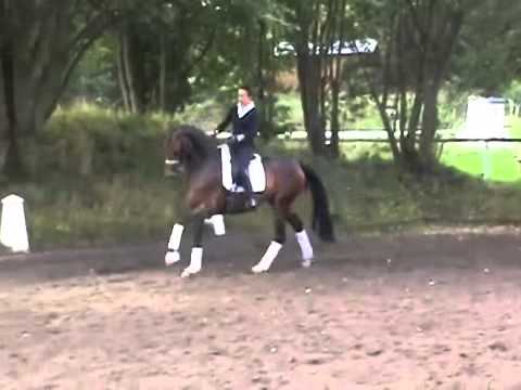 Londontime x Sandro Hit  mare *2009