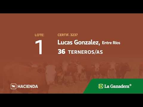 Lote Terneros/as Lucas Gonzalez