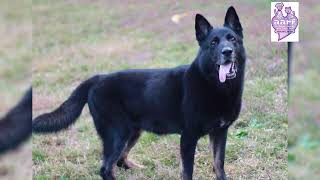 Video preview image #1 German Shepherd Dog Puppy For Sale in Cookeville, TN, USA