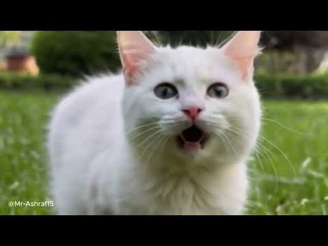 Cute cat wants food walking in the garden