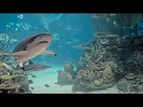 Live webcam view of National Aquarium Reef Cam
