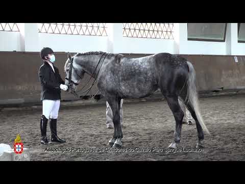 210424 6 Leon - Aprovação de Garanhões