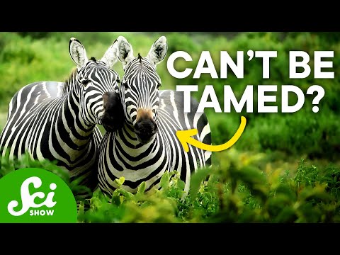 Why Don't Humans Ride Zebras?