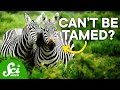 Why Don T Humans Ride Zebras