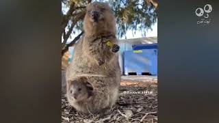 funny cute animals, you will love it