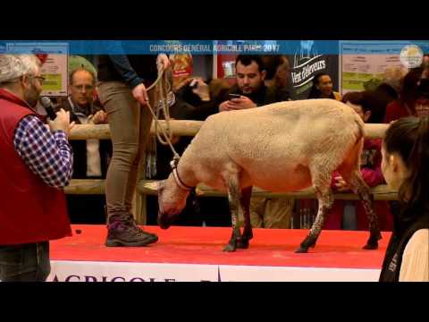 Voir la vidéo : Ring Ovins et Caprins du 01 mars 2017, partie 2