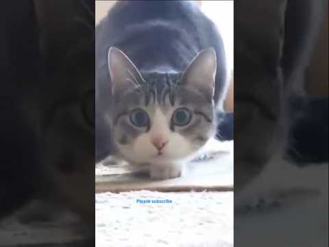 🐱Cats doing Cat things🐱#cat  #catlover #cutecat