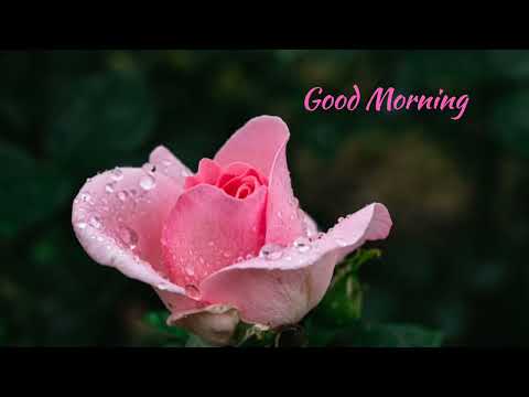 Good morning with Pink Roses