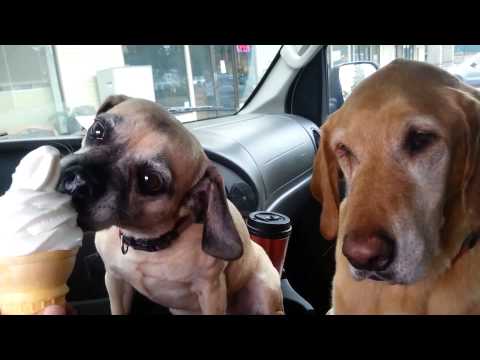 Cooper Loves Ice Cream