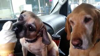 Cooper Loves Ice Cream