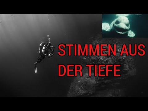 Mystery | 5 Gruselige Geräusche aus den Tiefen des Ozeans