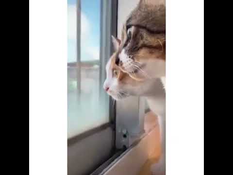 Amazing Cat videos #cat #cats #catsoftiktok #catlovers #catvideo #viral #tiktok #trend #shorts