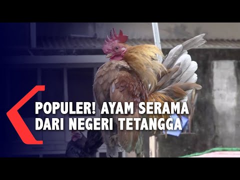 , title : 'Ayam Serama, Si Ayam 'Sombong' dari Negeri Jiran'