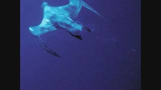 Shearwater - My Good Deed