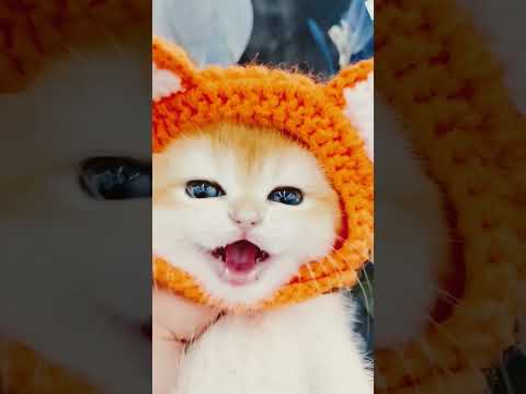 #🤪animal cute reaction #👻funny