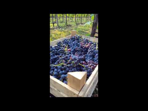 #WSET course at #Masi #Valpolicella #vendemmia2016