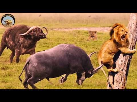 Sabana Ardiente – La Lucha Salvaje entre Leones y Búfalos del Cabo #animalessalvajes