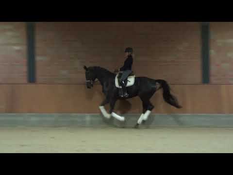 Hof Brüning - Daher von Danciano - Florestan I, Wallach, geb. 2015