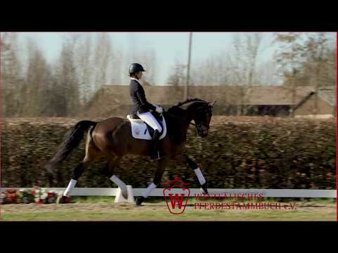 15  Schokoprinz Wallach v. Sir Heinrich - Fürst Piccolo