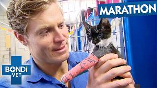 Best Of Bondi Vet Season 7 Marathon | Episodes 4 to 6