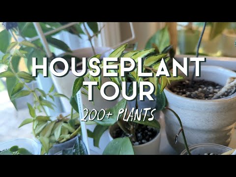 Houseplant Tour | 200+ Rare Plants!