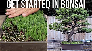 Download lagu How to Get Started in Bonsai mp3 Download lagu How to Get Started in Bonsai mp3