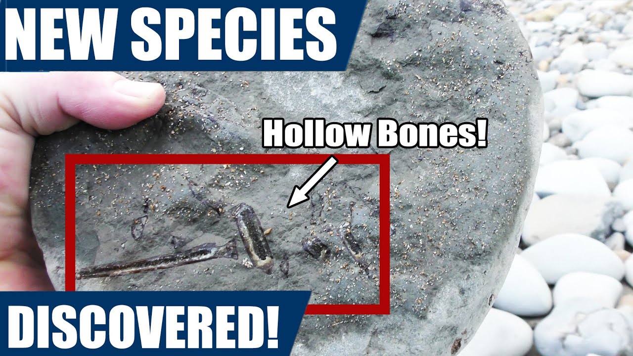 Rarest Fossil Find - First Flying Bird From This Area [missing skull solved]