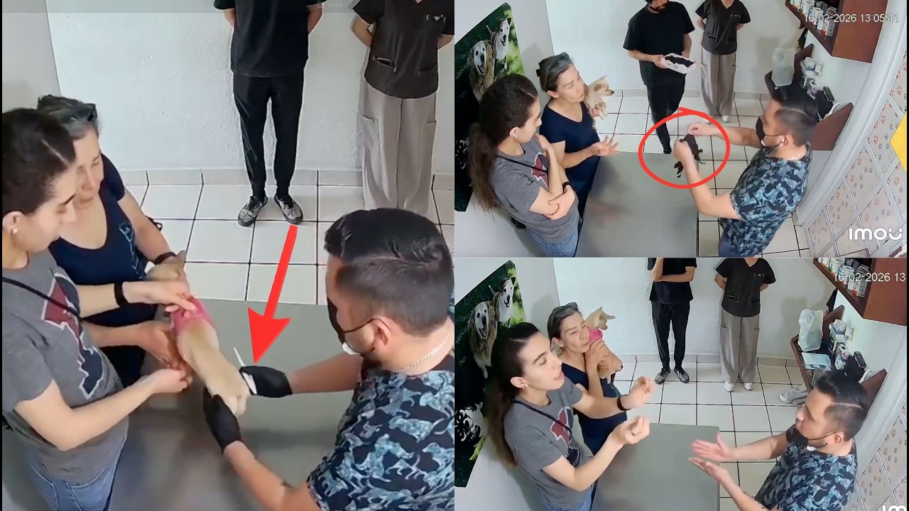 YA TE ENTERASTE lo que PASÓ en UNA VETERINARIA en MÉXICO ¿TÚ de que LADO ESTÁS?