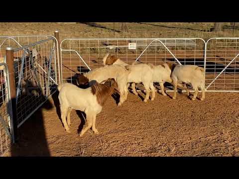 SLAM DUNK- 289, 207, 354, 233, 290