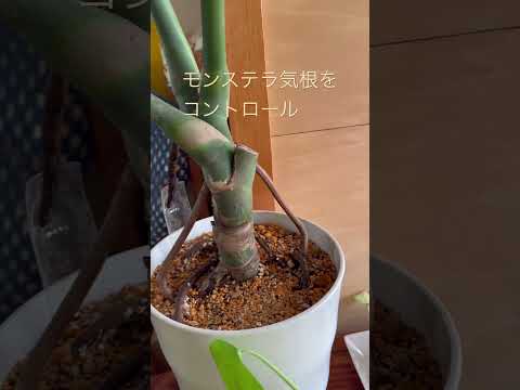 翡翠の木の気根？あなたの植物はあなたに何を伝えようとしているのでしょうか？  庭園