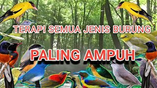 Download lagu TERAPI BURUNG MACET BUNYI AGAR BUNYI DAN GACOR ,TERAPI AIR, TERAPI SEMUA JENIS BURUNG TERBUKTI AMPUH mp3