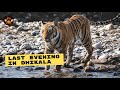 Finding Wild Tiger On Our Last Evening Safari Dhikala Wildlife Series 2022 Episode 6