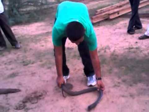 cobra swallow monitor lizard