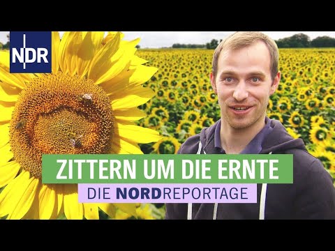 Gelbes Gold - Ein Landwirt setzt auf Sonnenblumen | Die Nordreportage | NDR