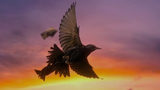 How do starling birds flock? - Life in the Air: Episode 3 Preview - BBC One