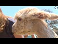 Girl Kissing Newborn Alpaca Might Be The Most Adorable Thing You See Today