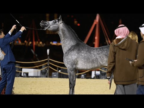 D MEMZER - Senior Stallion Contender, KIAHF 2023 Peninsula Show