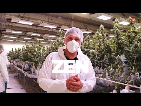Zen Cannabis Herkunft: Plantage Nordmazedonien
