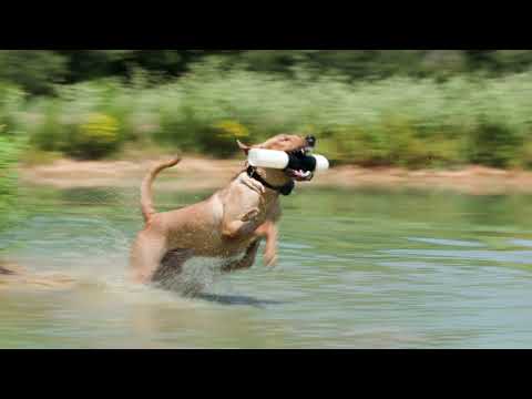 Sportsman's Pride - Field Master Hi-Protein Dog Food (Curtis Treadway)