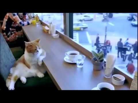 Hipster Cat has feelings too