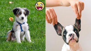 Naughty Pets and Animals cute video compilation - you can laugh all day #01