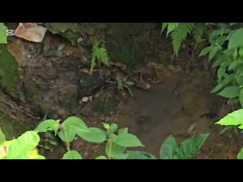 Finca en venta en la sona mas fresca canton san jose sacare la palma chalatenango