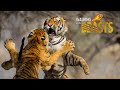 Walking With Beasts Intro With Modern Animals