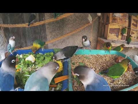 Lovebirds Meal Time - Wednesday, October 14, 2020