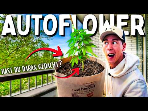 Autoflower im Garten: 5 Regeln für deutsches Klima!