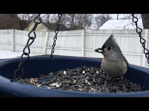 Tufted Titmouse and a Cardinal!