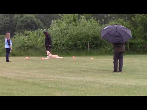 Ajuga - Obedience Beginner - 03.06.2017 - v