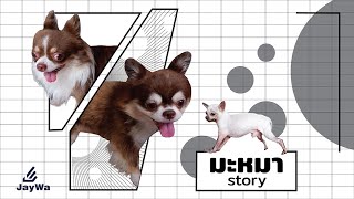 มะหมา สตอรี่: ของเล่นใหม่